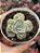 Graptoveria lovely rose - Imagem 1