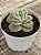 Graptoveria lovely rose - Imagem 3