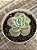 Graptoveria lovely rose - Imagem 2
