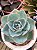 Echeveria da vinci code - Imagem 2