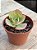 Echeveria da vinci code - Imagem 3