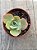 Echeveria da vinci code - Imagem 4