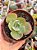 Echeveria da vinci code - Imagem 1