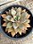 Graptoveria Araluen gem (sem raiz) - Imagem 2