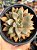 Graptoveria Araluen gem (sem raiz) - Imagem 1