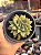 Graptoveria araluen gem - Imagem 1