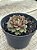 Echeveria yamatomini - Imagem 3