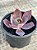 Echeveria afterglow - Imagem 3
