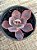 Echeveria afterglow - Imagem 2