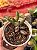 Adromischus filicaulis - Imagem 1