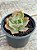 Echeveria fire song - Imagem 4