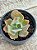 Echeveria fire song - Imagem 3