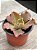 Echeveria lucy V - Imagem 2