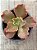 Echeveria lucy V - Imagem 3