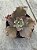 Echeveria lucy V - Imagem 3