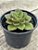 Echeveria salsa verde - Imagem 3