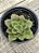 Echeveria salsa verde - Imagem 2