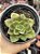 Echeveria salsa verde - Imagem 1