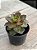 Echeveria salsa verde - Imagem 2
