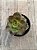 Echeveria salsa verde - Imagem 3