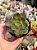 Echeveria salsa verde - Imagem 1