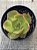 Echeveria salsa verde - Imagem 3