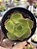 Echeveria salsa verde - Imagem 1