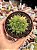 Haworthia cooperi gordoniana - Imagem 1