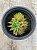 Haworthia cooperi gordoniana(colônia) - Imagem 1