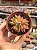 Echeveria luella - Imagem 1