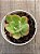Echeveria luella - Imagem 4