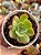 Echeveria luella - Imagem 1