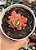Echeveria luella - Imagem 1