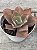 Echeveria takasago no okina - Imagem 2