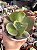 Echeveria copahue (sem raiz) - Imagem 1