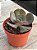 Echeveria copahue - Imagem 3