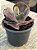 Echeveria copahue - Imagem 3