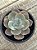 Echeveria fundy - Imagem 2