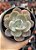 Echeveria fundy - Imagem 1