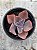Echeveria violacina - Imagem 1