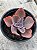 Echeveria violacina - Imagem 3