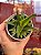 Aloe black gem variegata - Imagem 1