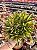 Aloe black gem variegata - Imagem 2