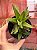 Aloe black gem variegata - Imagem 1