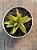 Aloe black gem variegata - Imagem 3