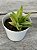 Aloe black gem variegata - Imagem 1