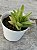 Aloe black gem variegata - Imagem 2