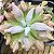 Echeveria lilac snow M - Imagem 2