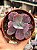 Echeveria dreams and phantasms M - Imagem 1