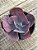 Echeveria dreams and phantasms - Imagem 3